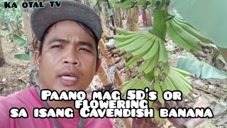 Paano mag flowering or 5Ds sa cavendish banana farming tips magsasaka cavendish [upl. by Esirrehc]