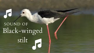 👉 S31 Blackwinged stilt Himantopus himantopus  Piciorong [upl. by Bealle118]