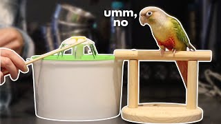 Bath Training Tips with a Green Cheek Conure [upl. by Mick347]