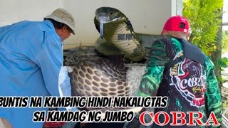 BUNTIS NA KAMBING HINDI NAKALIGTAS SA KAGAT NG JUMBO COBRA [upl. by Mihalco226]