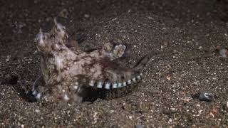 MimicOctopusshorts CamouflageSecretsChromatophoresMarineAdaptationOceanScience [upl. by Adnyc787]