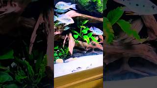 Betta Fish ke Liye Safe Aur Friendly Tank Mates – Top Choicesbettafish tankmates [upl. by Rakia]