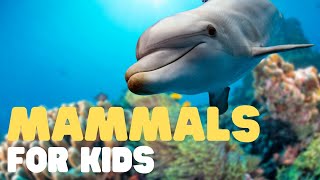 Mammals for Kids  Learn all about the unique characteristics of mammals and what mammals are [upl. by Shadow153]