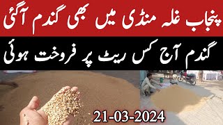 Punjab Galla Mandi Me Gandam Aj Kis Rate Par Frokhay Hoi  Wheat price 2024 [upl. by Llecrep]