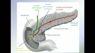 Anatomie Pancreas [upl. by Ilbert541]