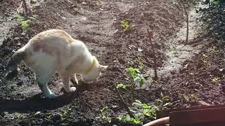 white domestic cat urinating in a kailyard garden ground [upl. by Olympie753]