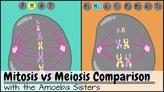 Mitosis vs Meiosis Side by Side Comparison [upl. by Adelaida523]