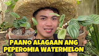 【ENG SUB】PEPEROMIA ARGYREIA WATERMELON COMPLETE CARE TIPS AND PROPAGATION [upl. by Liam495]