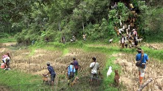 MUSTAHIL BAGI BABI HUTAN UNTUK MELARIKAN DIRI  BURU BUKIK KILAH [upl. by Anoyet916]