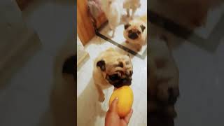 youtube pugg song pets puggles youtubeshorts labrador pug cute [upl. by Jannel]