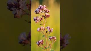 Oregano Origanum vulgare in Mint Family Lamiaceae  Observed in Description [upl. by Nomde783]