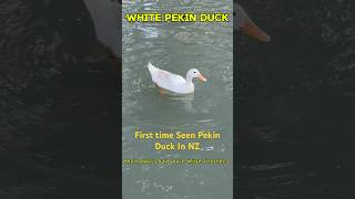 It’s really the first time seen a pekin duck in NZ [upl. by Guildroy446]