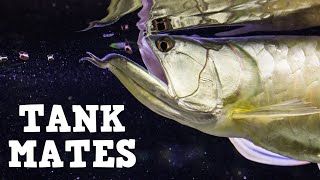 Top 10 Tank Mates For Arowanas [upl. by Ilyak]