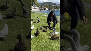 australia hobart sydneydiaries panchinadiya love birds feeding [upl. by Deckert]