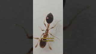 Estudando Mirmecologia Monomorium floricola🐜 monomorium mirmecologia viral [upl. by Eblehs]