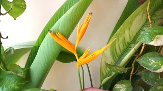 How to grow Heliconia psittacorum birdofparadise at home and care tips [upl. by Henning]