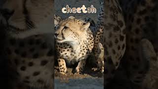 Unknown facts about Cheetahs animal kidslearning cheetah [upl. by Flessel]