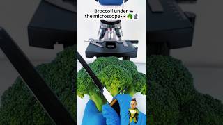 You never seen❗🙄Broccolis Microscopic view 🤯 shortvideo science experiment microscopic [upl. by Breena247]