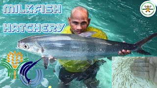 Milkfish Hatchery in the Philippines  Spontaneous Spawning of Milkfish  BFAR Philippines [upl. by Cuyler]