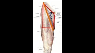 Anatomie de la région inguinale [upl. by Hamian]