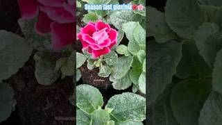 Season Last gloxinia flower trendingshorts flowers flowertypes flowervarieties gloxonia [upl. by Ynatsyd537]