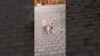 Dog games start youtubeshorts shorts dog doglover pets [upl. by Ytisahc]