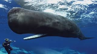 Sperm Whales Clicking You Inside Out — James Nestor at The Interval [upl. by Scevor]