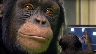 Chimp vs Human  Memory Test  BBC Earth [upl. by Richards376]