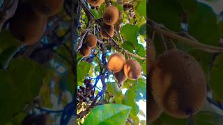 Kiwi 🥝 🥝🥝 kiwi kiwifruit kiwiplant farming [upl. by Thagard347]