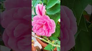 Roses In My Garden rose shortsviral shortsvideo shorts getbeautiful garden explore ytshorts [upl. by Gerdeen943]