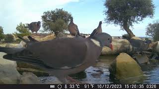 Common wood pigeon ΦάσσαBirds [upl. by Nnitsuj]