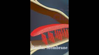 Basilar Membrane education [upl. by Worrell]