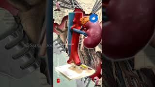 Powerhouse Duo Adrenal Glands and Kidneys with Ureters ⚡ [upl. by Wobniar493]