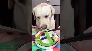 Lets watch Kikos delicious food  Doglife Ep19 dog doglover doglife puppy puppies pets fyp [upl. by Thomasine]