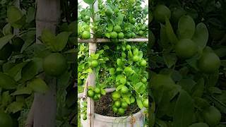 🌿How grow Lemon tree great idea to propagate Lemon tree by air layering using a Carrot🥕 lemontree [upl. by Naols]