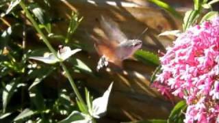 Kolibrievlinder  Colibri butterfly  Macroglossum stellatarum  TEXEL  NL [upl. by Brotherson]