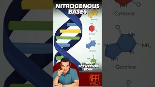 Nitrogenous Bases  DNA amp RNA Molecular Basis of Inheritance NEET BIOLOGY neet science biology [upl. by Ervin]