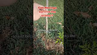 Can Moringa survive the winter moringatree moringa moringaseeds moringaoleifera plants garden [upl. by Imoyik180]