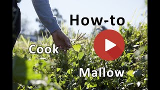 How to make marshmallows with mallow roots recipe [upl. by Htenaj]