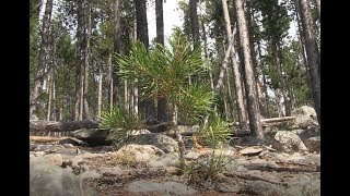 Learning about the lodgepole pine [upl. by Aileduab]