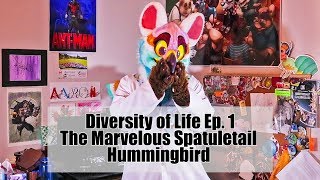 Diversity of Life Episode 1 The Marvellous Spatuletail Hummingbird [upl. by Treulich]