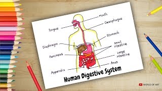 Human Digestive System Diagram drawing [upl. by Drofdarb23]