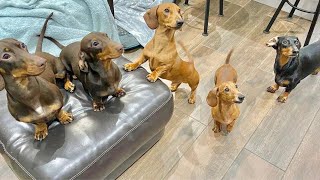 One Hour and a Half Enjoyable Sausage dogs puppies Video compilation Funny Playful Cute video [upl. by Audie]