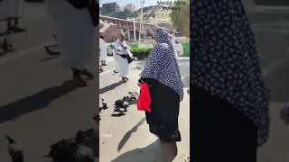 Umrah AlMamnoon Tour amp Travel💥Masjid Aisha Mecca [upl. by Gombosi631]