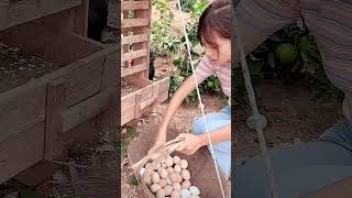 Eggs laid by freerange chickens the process of picking up eggs [upl. by Tteirrah57]