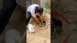 Rabbits gave birth inside it ‌rabbit cute baby [upl. by Louise]