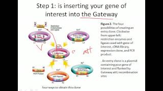 Gateway cloning system [upl. by Herra]