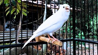 Waterslager Canary Singing Training [upl. by Tinor]