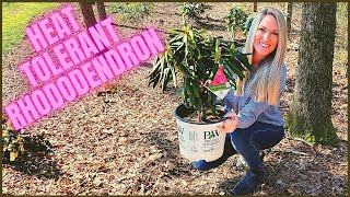 How To Plant A Rhododendron In Clay Soil  Heat Tolerant Dandy Man Pink [upl. by Laehcym]