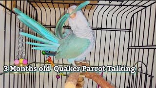 3 Months old Quaker Parrot Talking  Quaking Sounds  Monk Parakeet Talking 🦜 [upl. by Dymoke673]